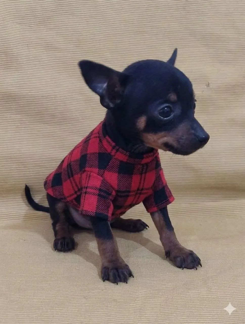 Pinscher macho  - Foto 4