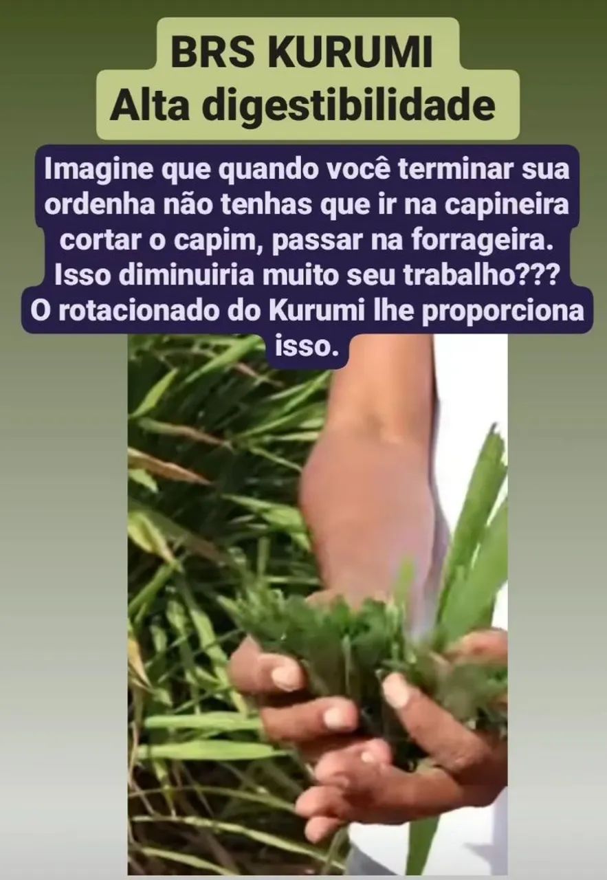 Capim kurumi e Capiaçu  - Foto 4