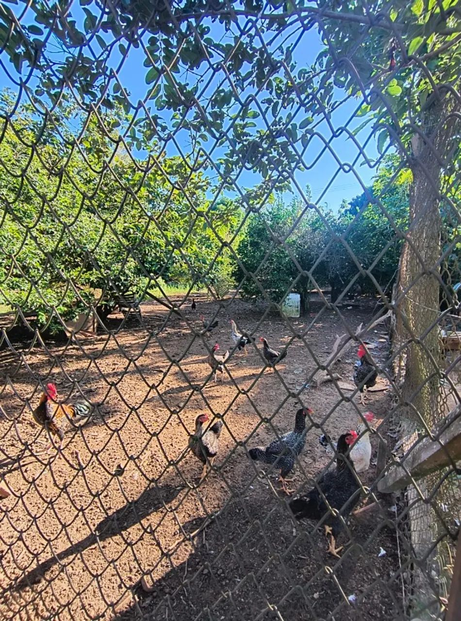 Sítio com 20.000 m² em Boituva c/ casa de caseiro e lago com peixes. Documentos ok.  - Foto 4