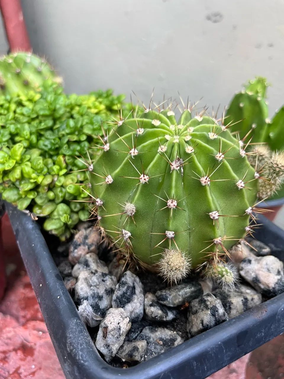 Vendo mudas dos seguintes cactos  - Foto 3