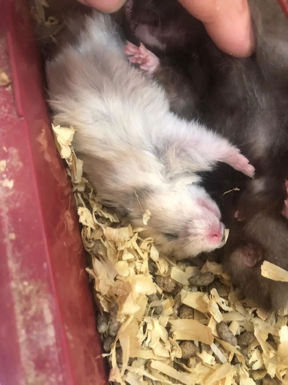 Hamster 