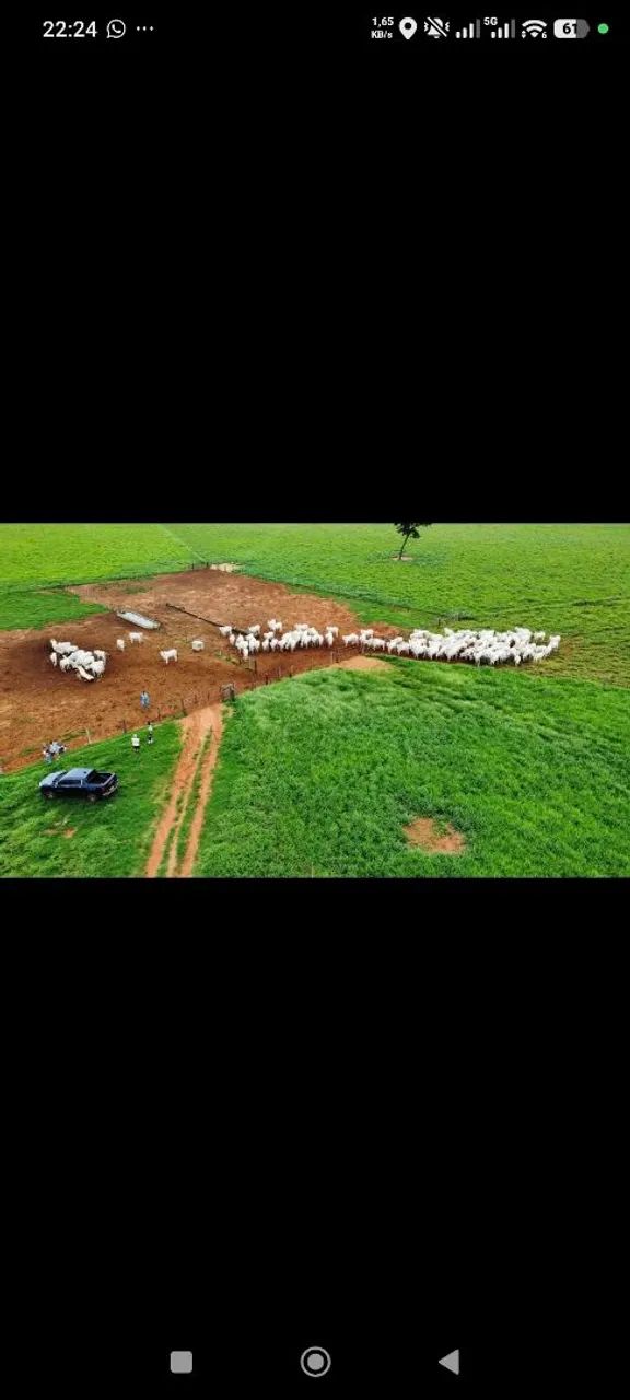 Fazenda da de arrendamento 900 hec a 30 km CGDe. MS. - Foto 3