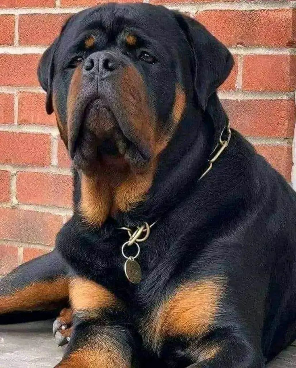 Rottweiler alemão gigante - Foto 4