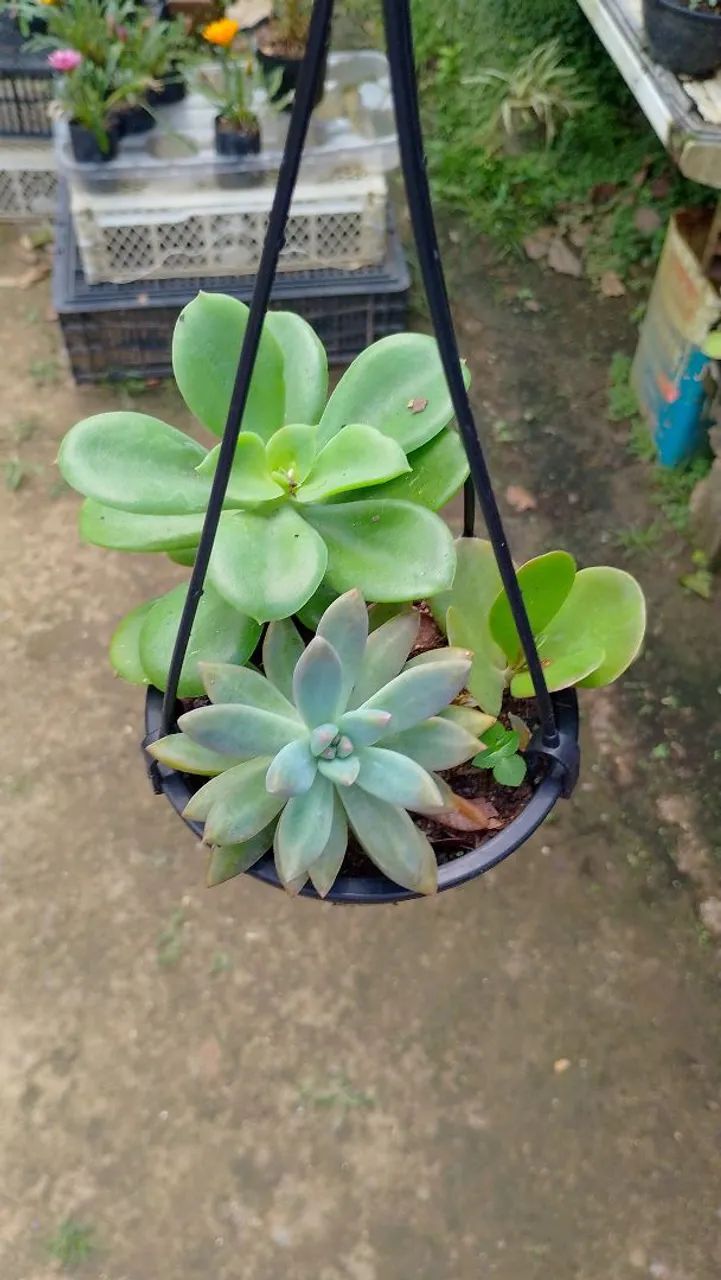arranjos de suculentas  - Foto 2
