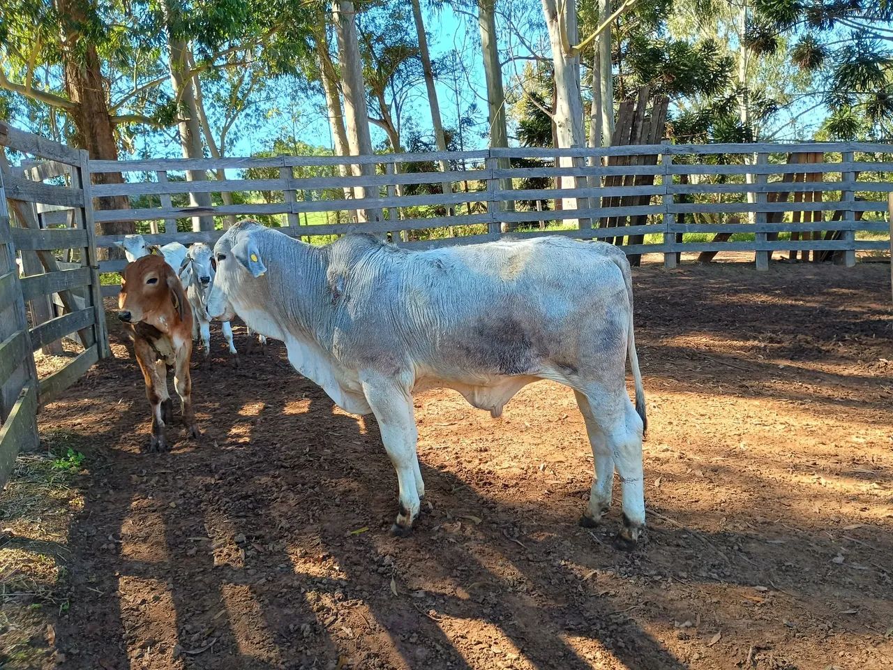 Bezerro Brahman  - Foto 2