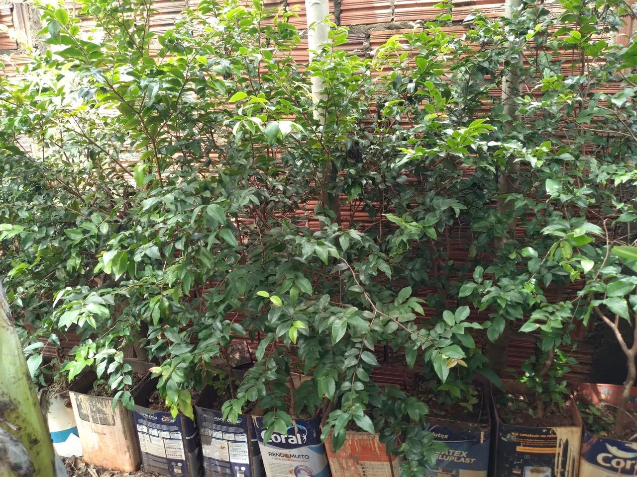 Mudas de jabuticaba