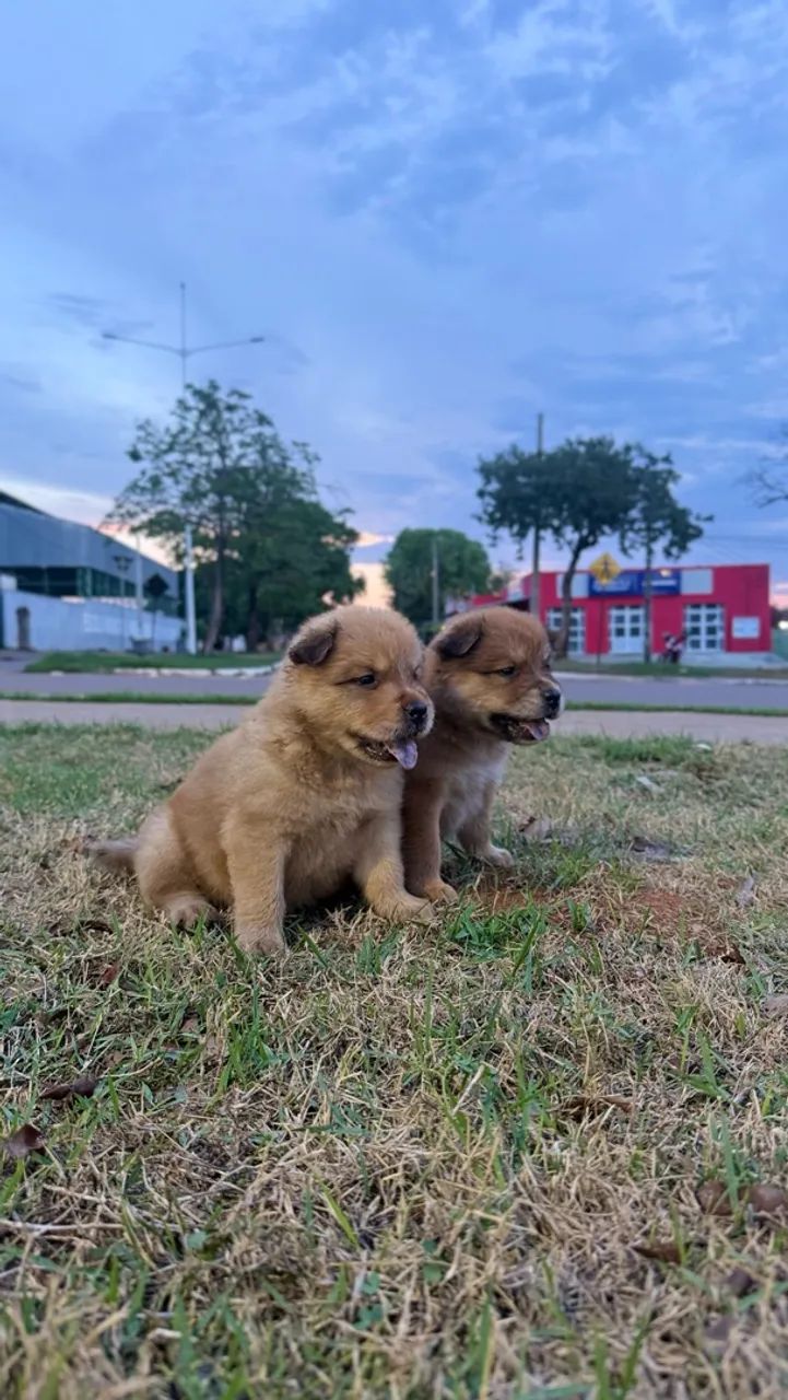 FILHOTE CHOW CHOW