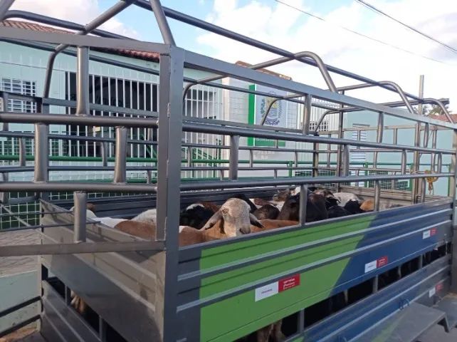 Carretinha boiadeira pra dois animais de grande  porte sub grande removível pode usar como