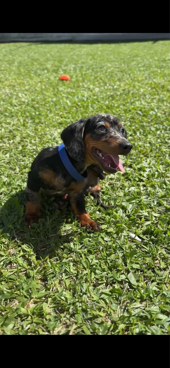 Dashund  - Foto 5