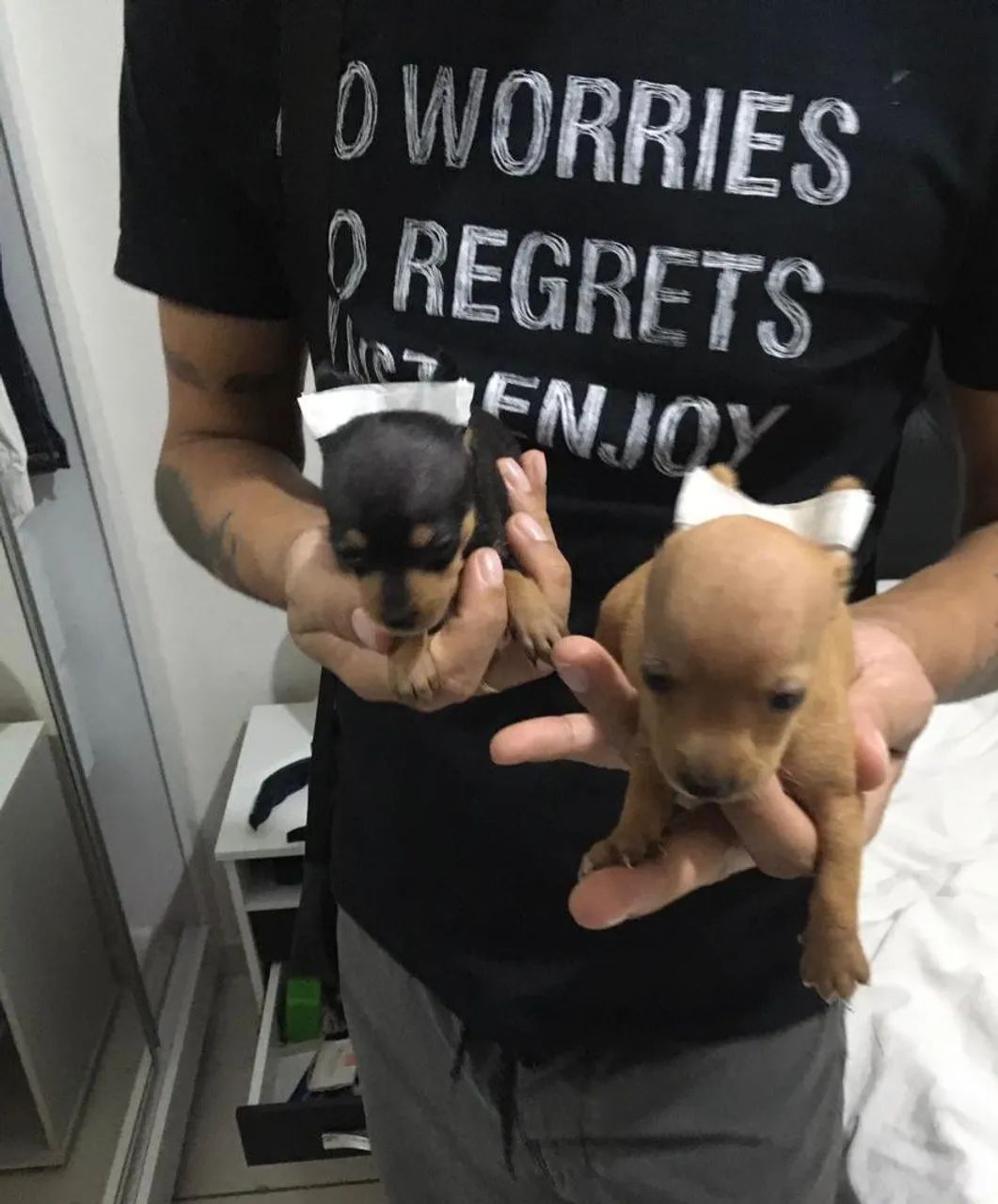 Pinscher zero - Foto 4