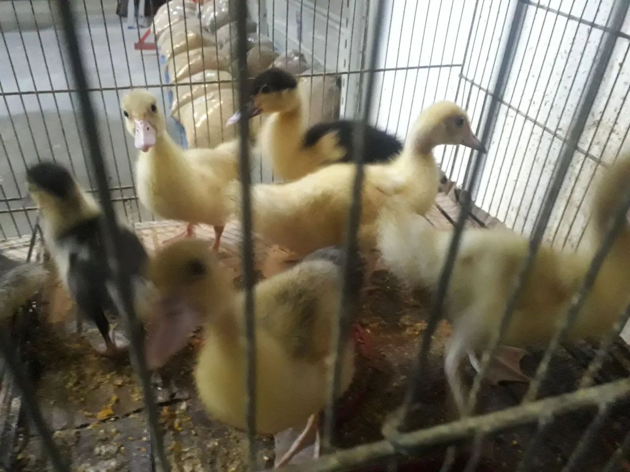 Patos gamelao  - Foto 3