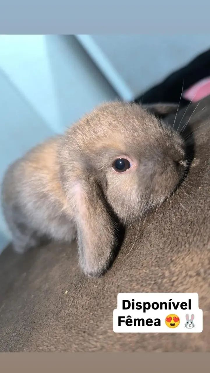 Coelhos - Foto 2