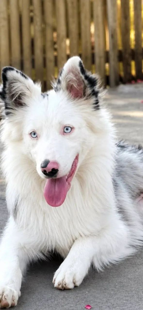Border collie 