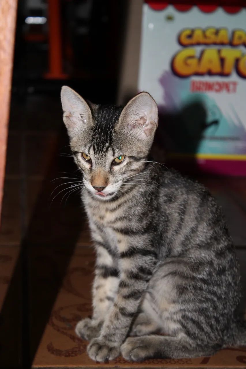 Gata única - adoção responsável   - Foto 3