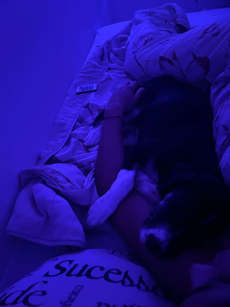 cachorro - Foto 3