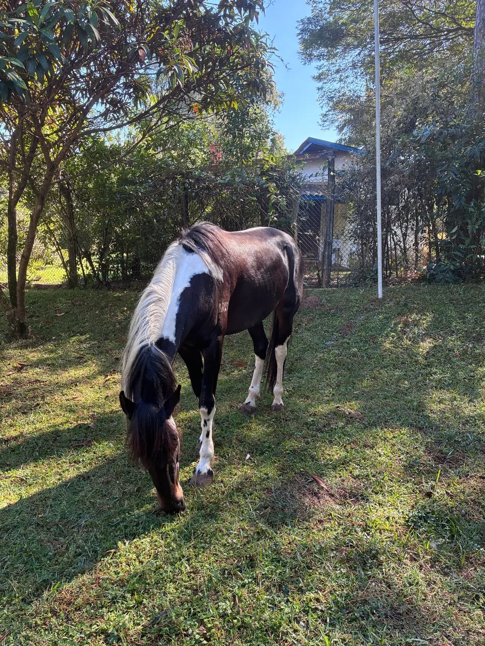 Cavalo MM - Registrado e Chipado - Foto 5
