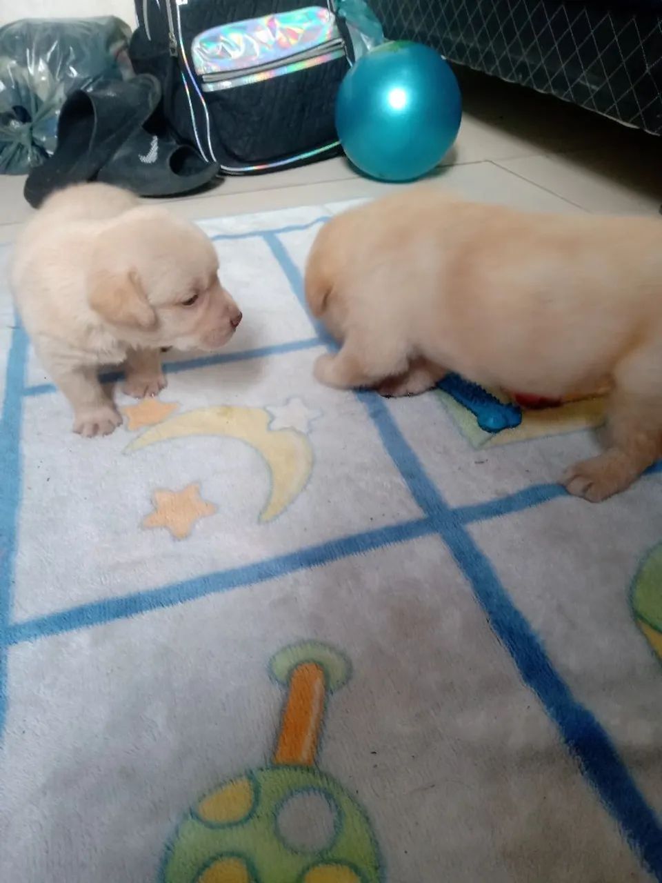 Filhote de labrador 