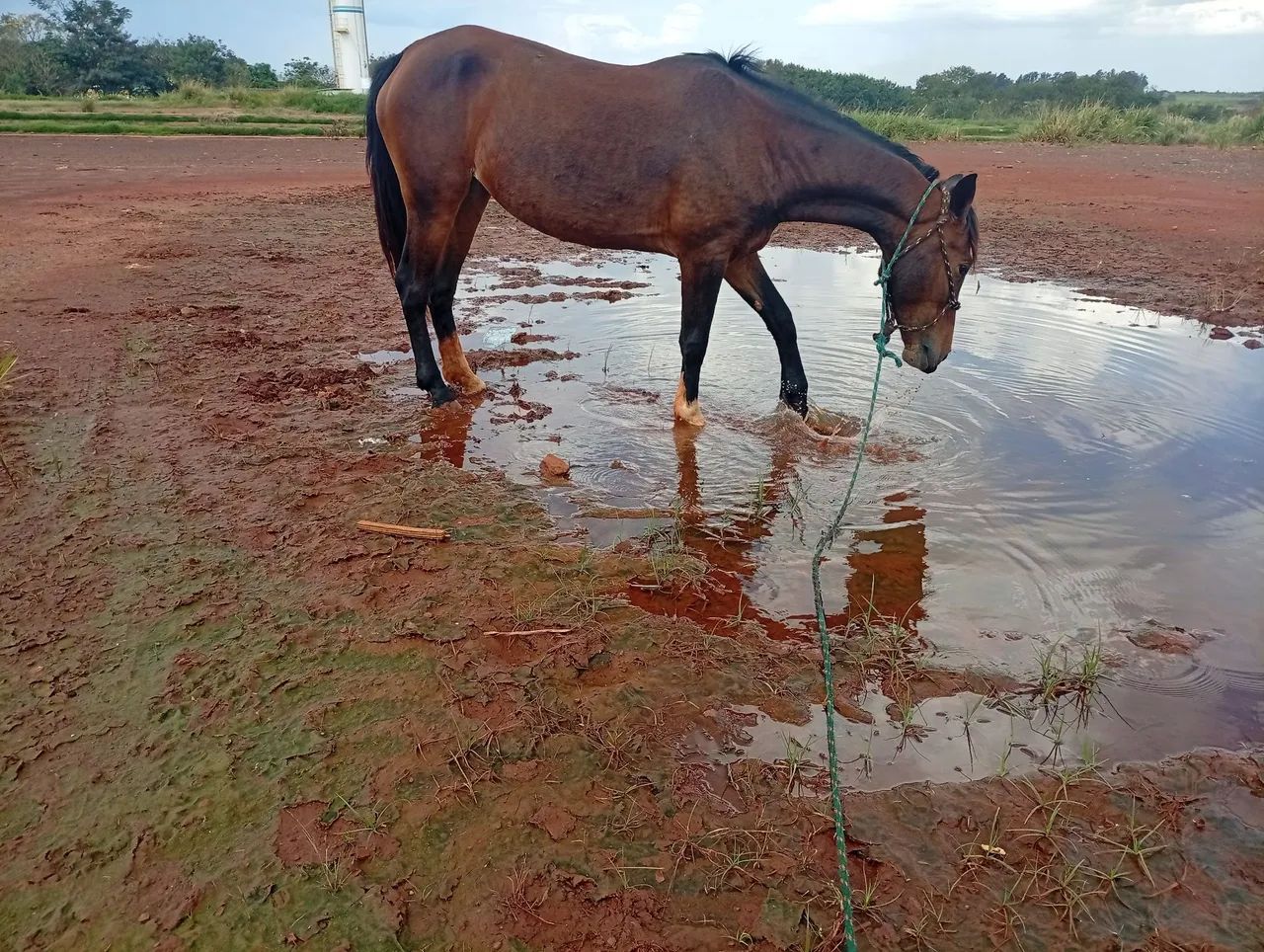 Égua mansa - Foto 2