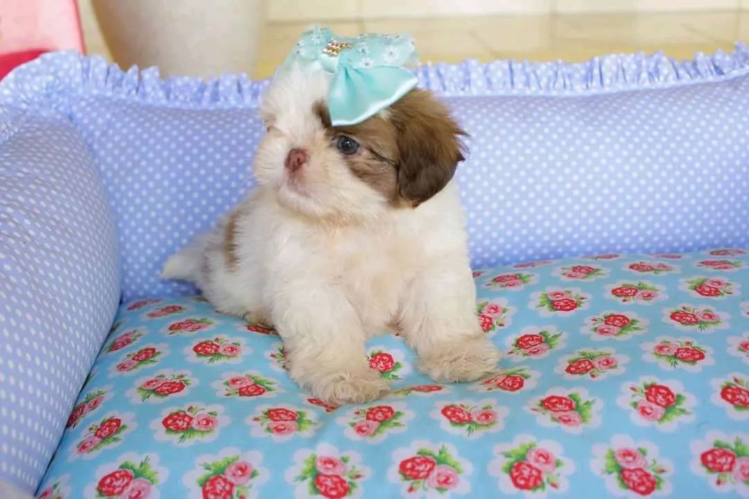 SHIHTZU com pedigree CBKC  - Foto 4
