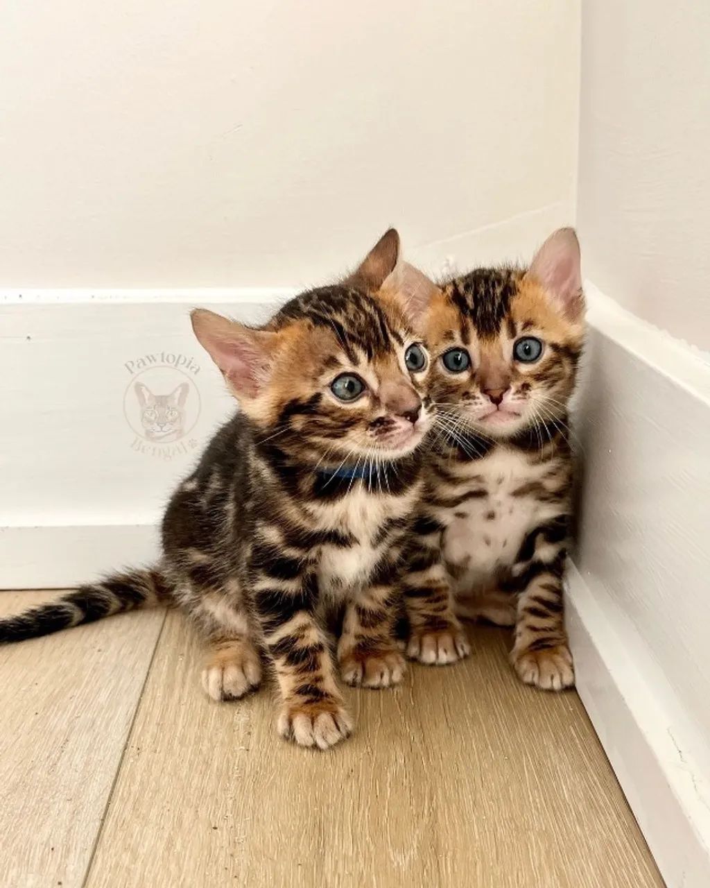 Bengal - lindos filhotes 