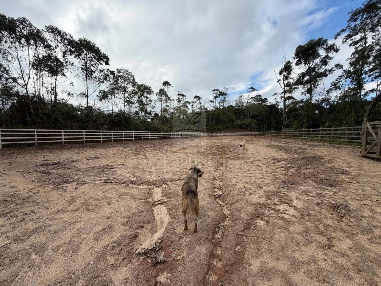 Haras com Estrutura para Hípica e Cavalos Criados em Baias - Foto 4