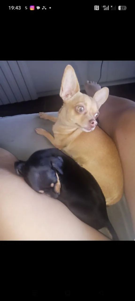 Pincher 1  - Foto 2