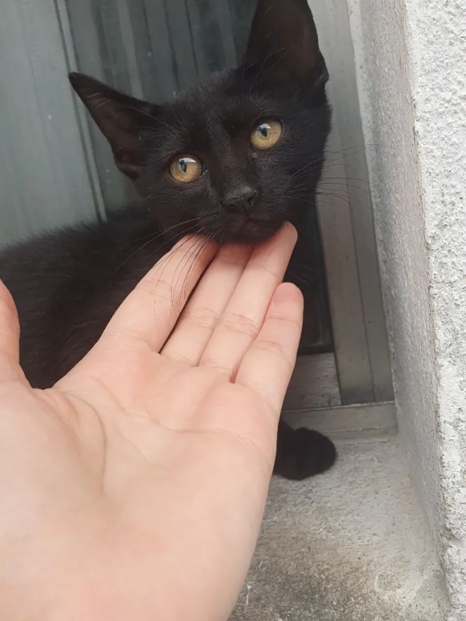 Gato - Foto 2