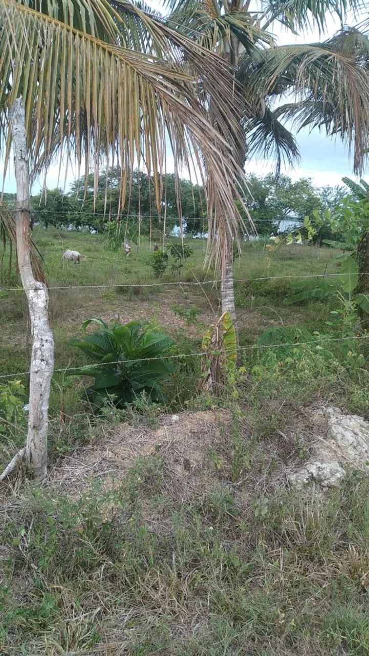 Vendo terreno - Foto 3