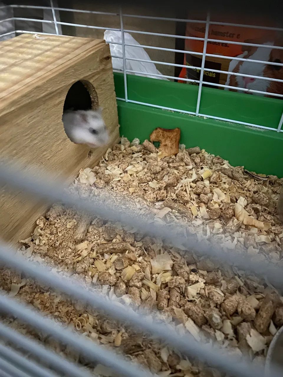 Animais  - Foto 2