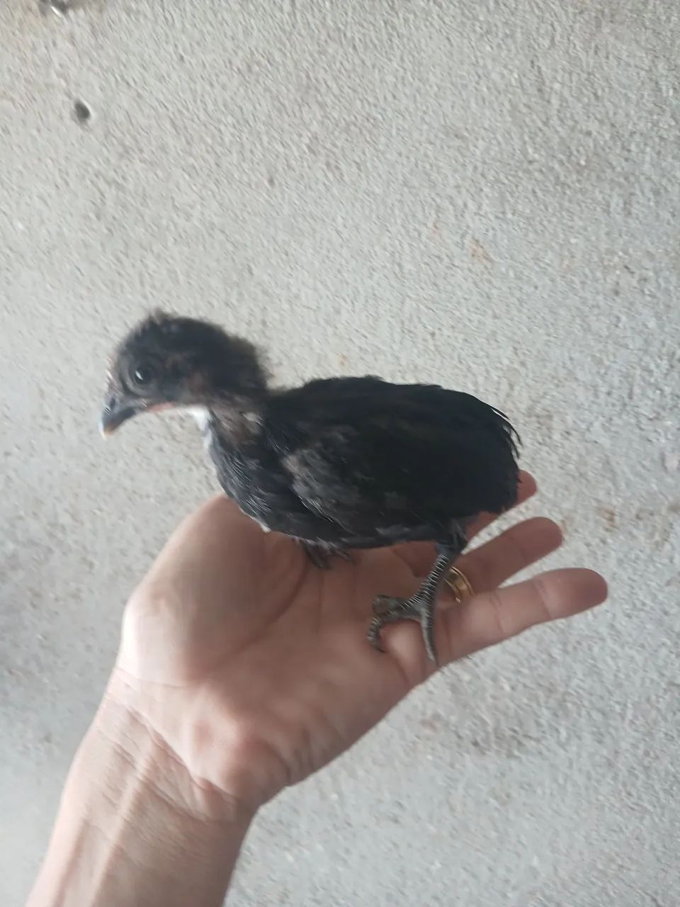 Pintinhos  - Foto 4
