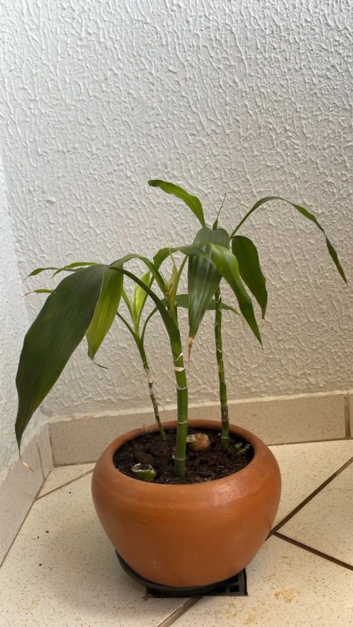 Bambu da sorte planta natural 80,00 - Foto 5