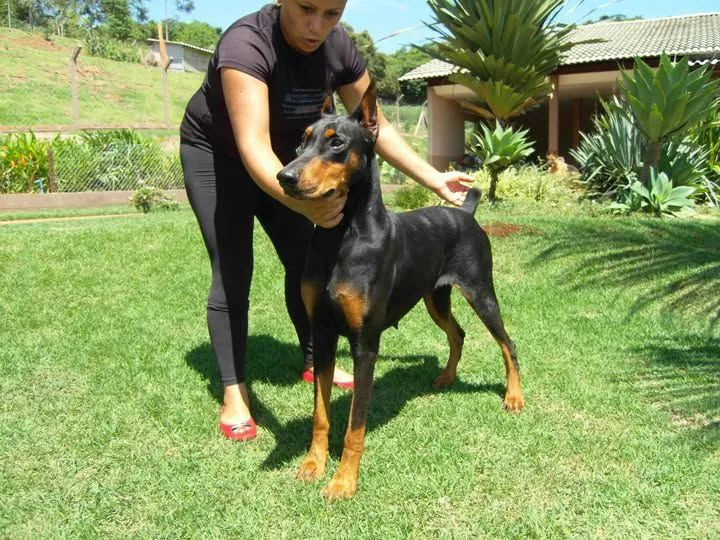 DOBERMANN - Foto 2