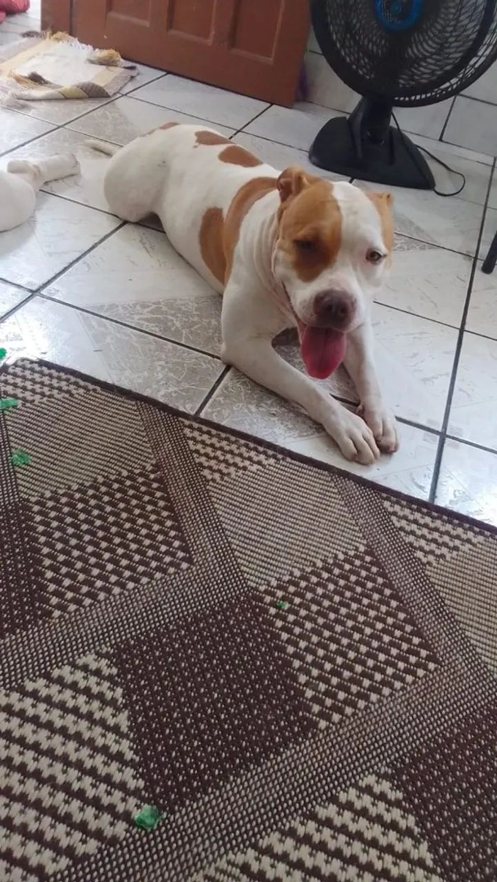 Pitbull  - Foto 3