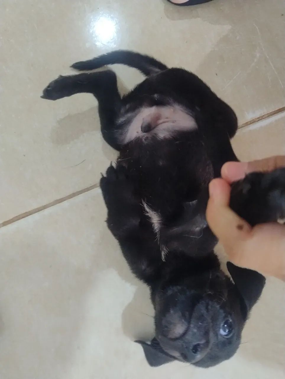 Cachorro  - Foto 5