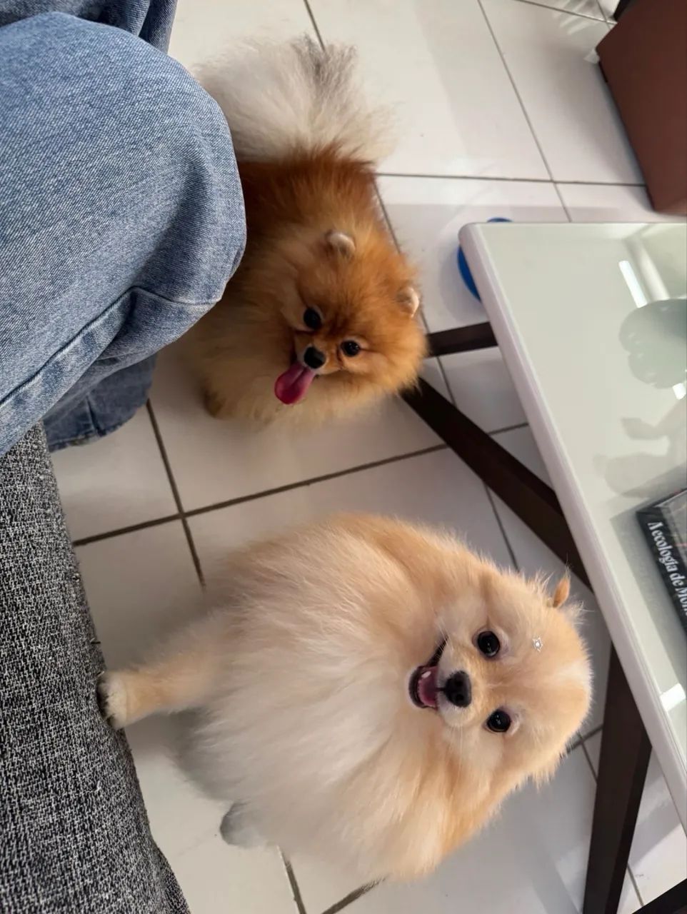 Lulu da Pomerania   - Foto 4
