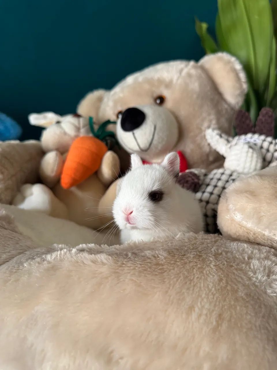 Mini coelho anão netherland  - Foto 4