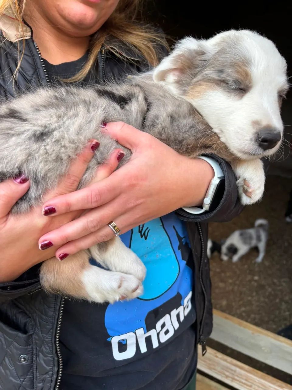 VENDO BORDER COLLIE - Foto 4