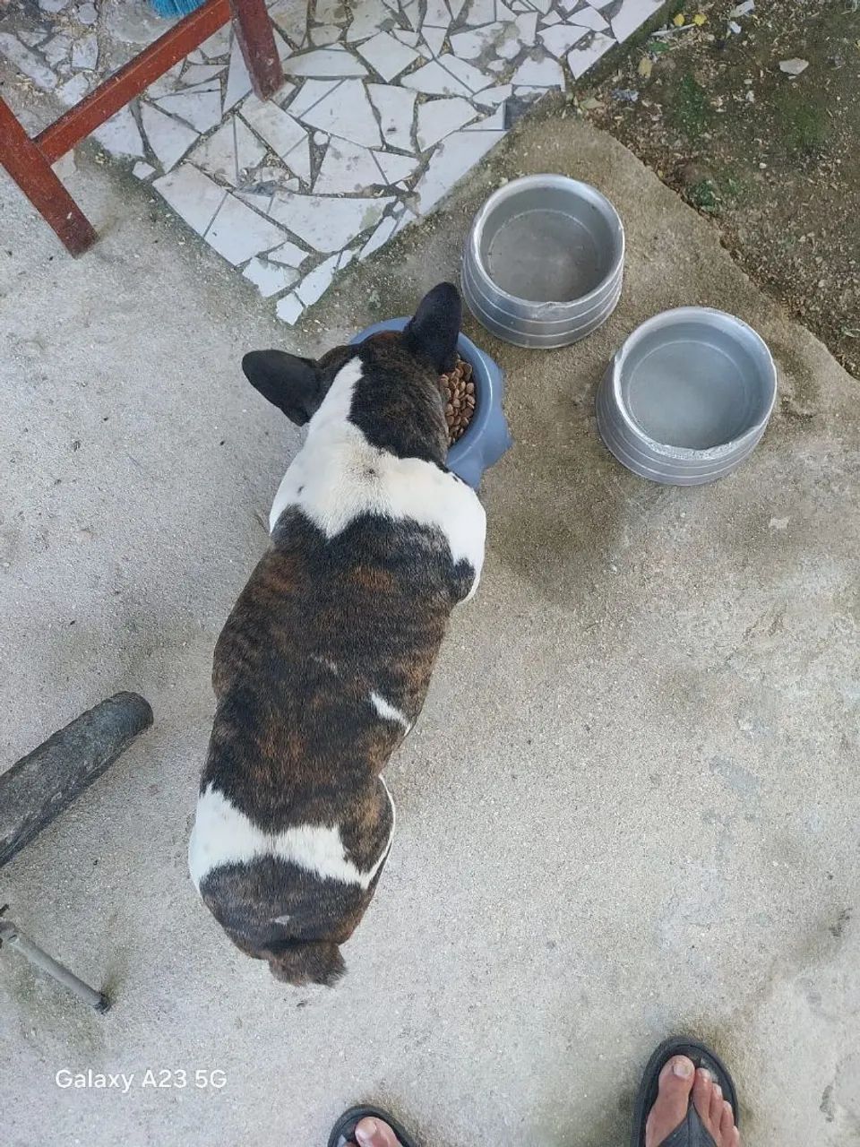 Cachorro  - Foto 3