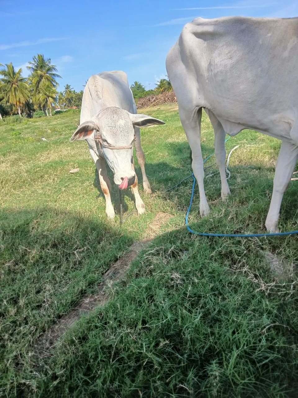 Vendo lote de gado!! - Foto 2