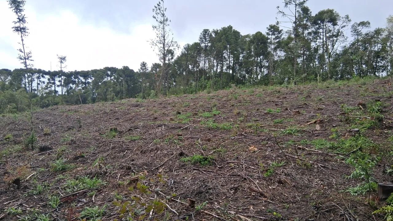 Chacara terreno area de terra colonia sao carlos lapa - Foto 5