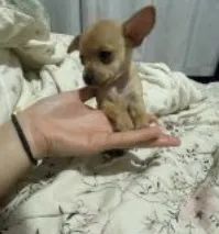 Pinscher macho  - Foto 2