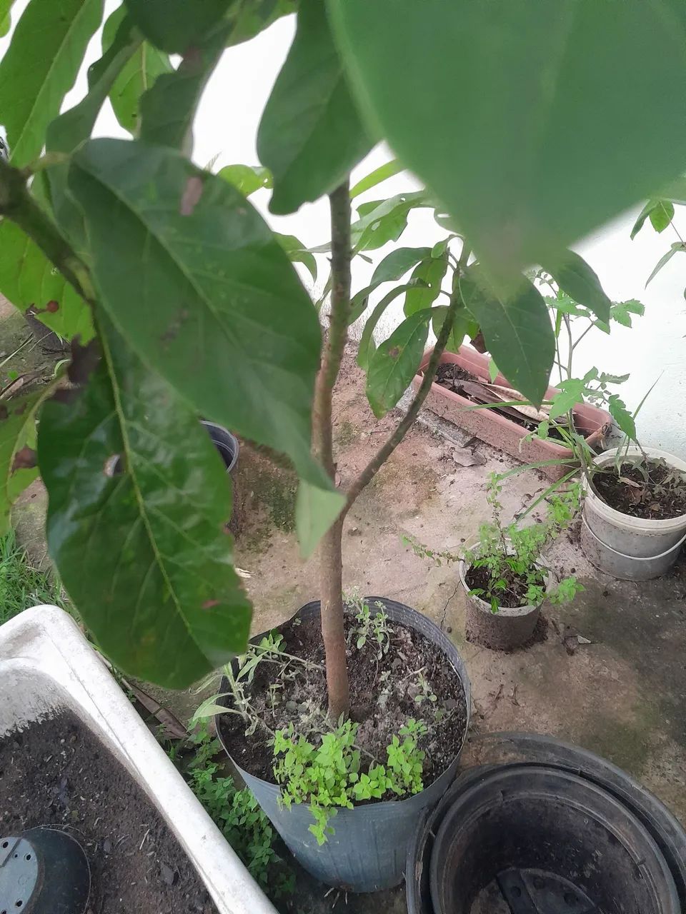 Muda de abacate manteiga 