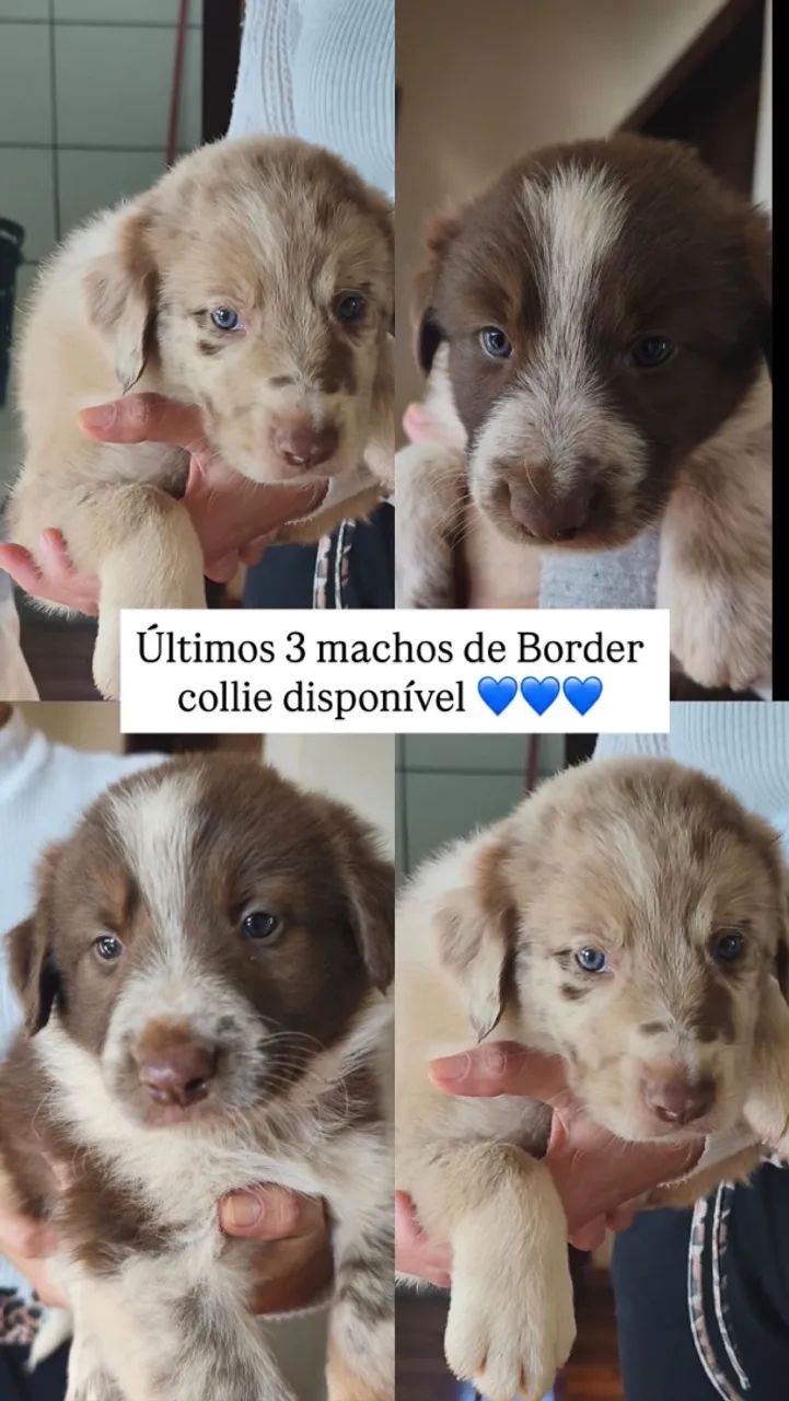 Border collie  - Foto 2