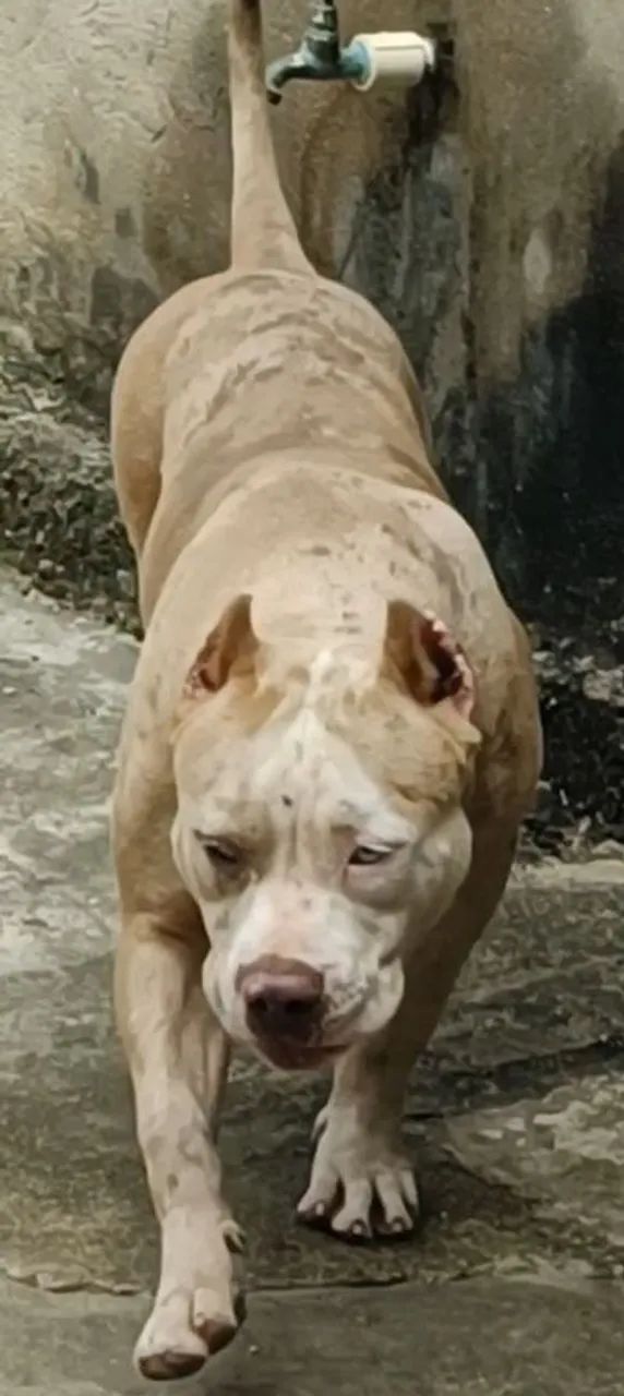 Pitmonster fêmea 