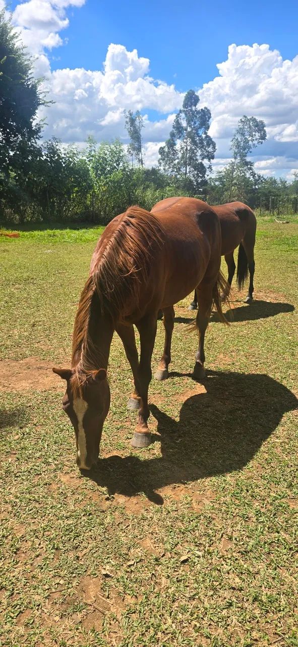 Egua quarto de milha 3 anos - Foto 2