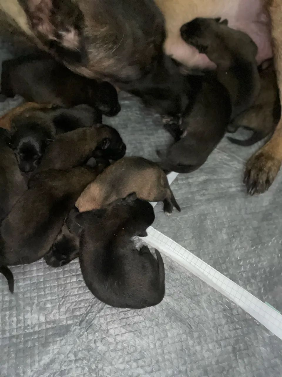 Pastor Malinois 