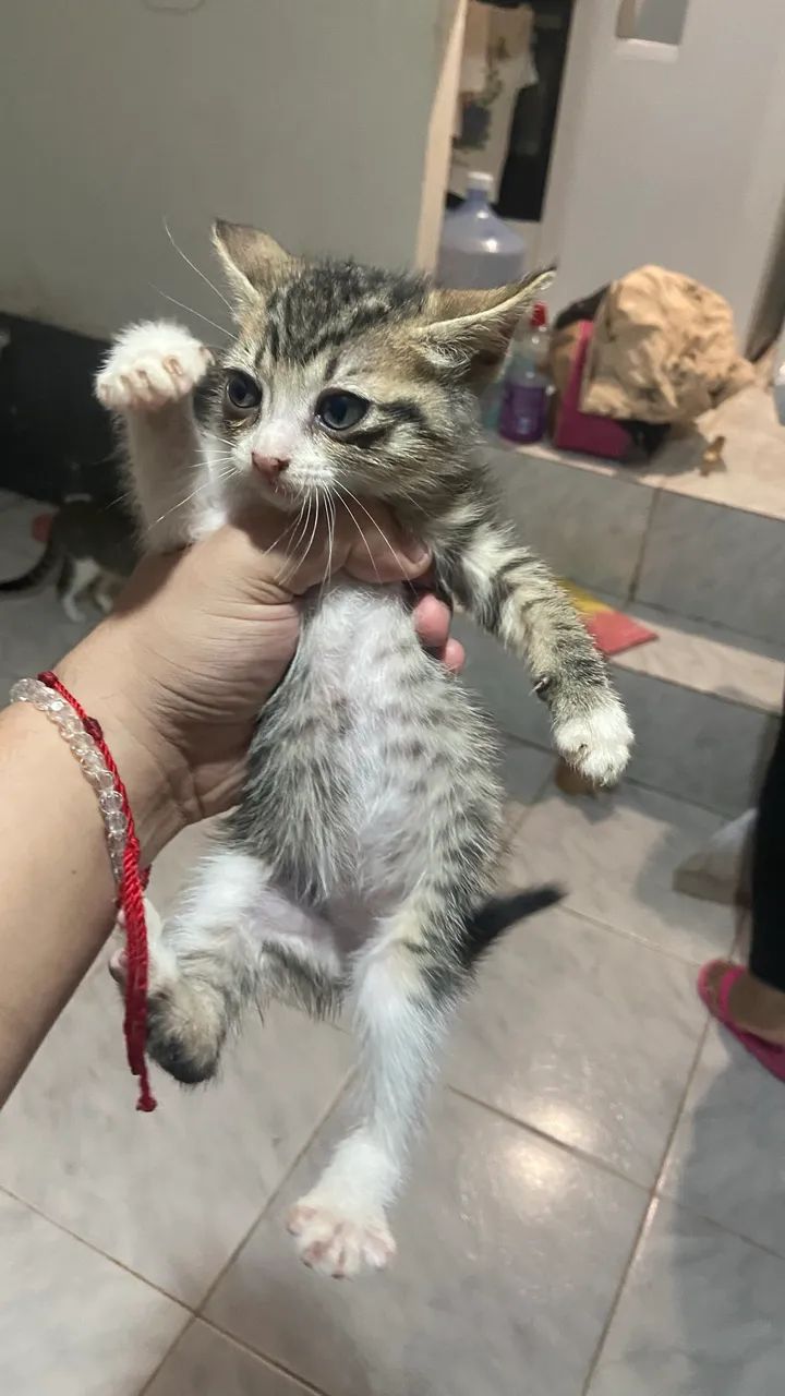 Doando gatinhos - Foto 5
