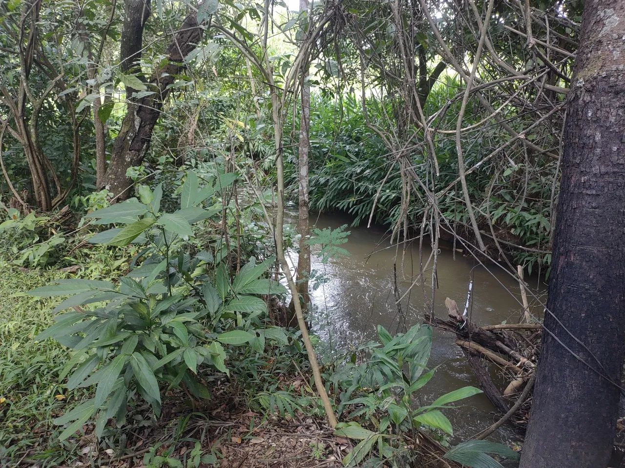 Terreno 2.000m² Ribeirão sozinha - Foto 2