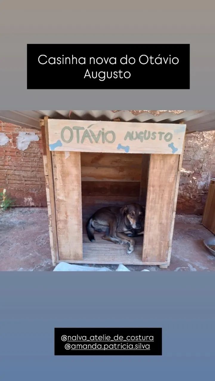 Casinha de cachorro e armário  - Foto 5