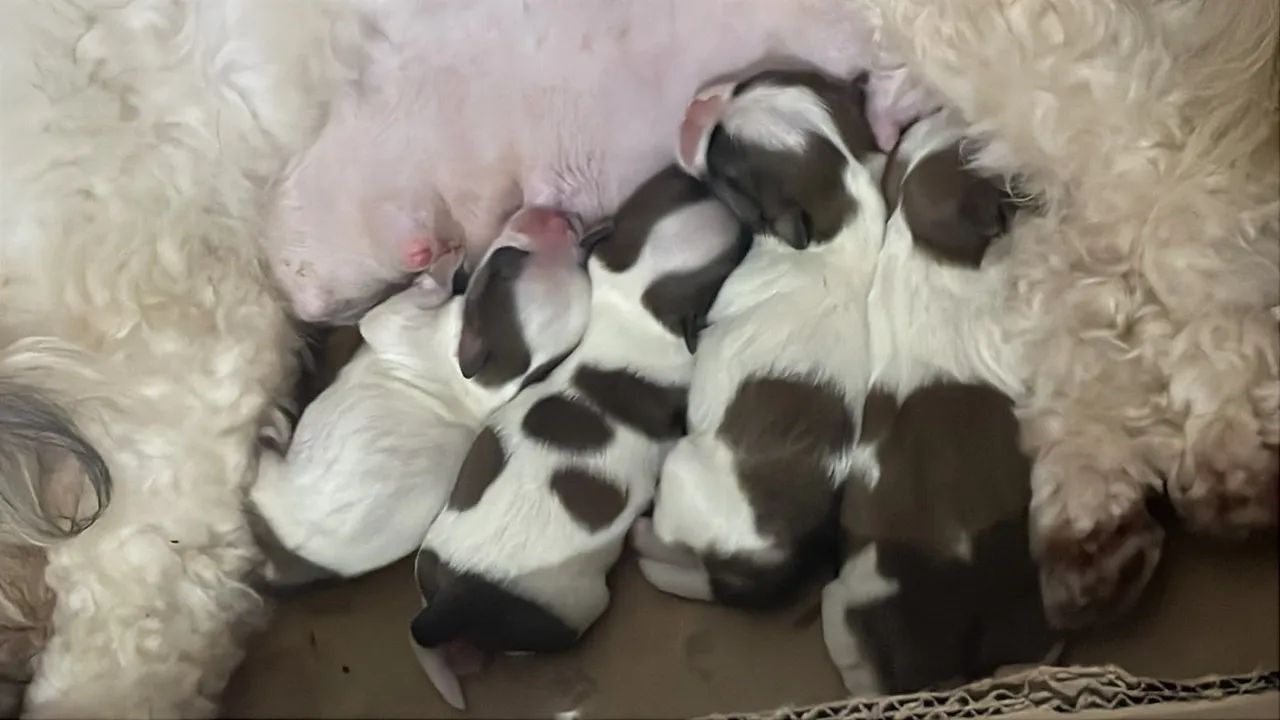 Filhotes de Shih Tzu MACHO - Foto 2